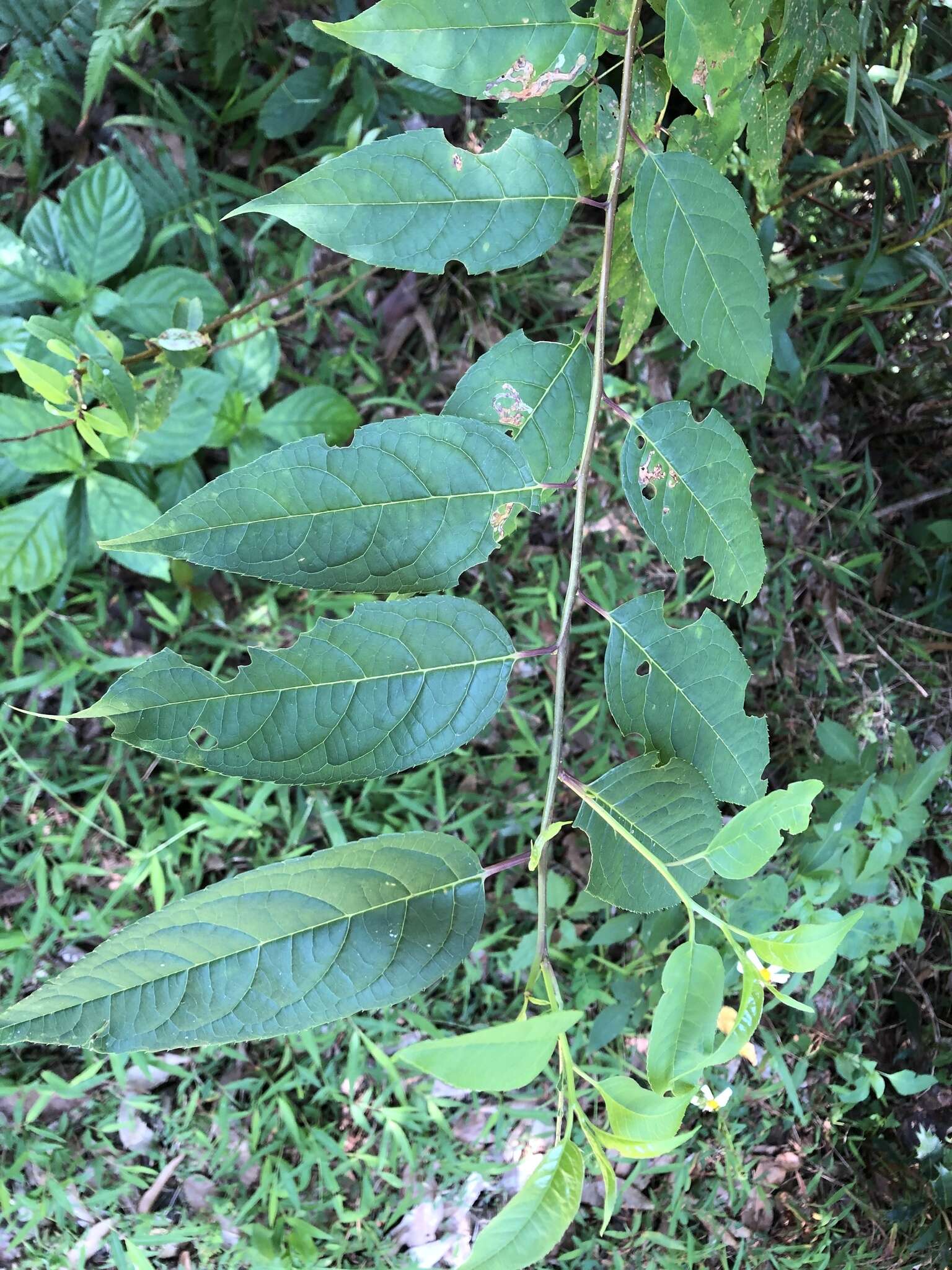 Image of Ilex micrococca Maxim.