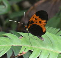 Image of Melinaea marsaeus mothone Hewitson 1860