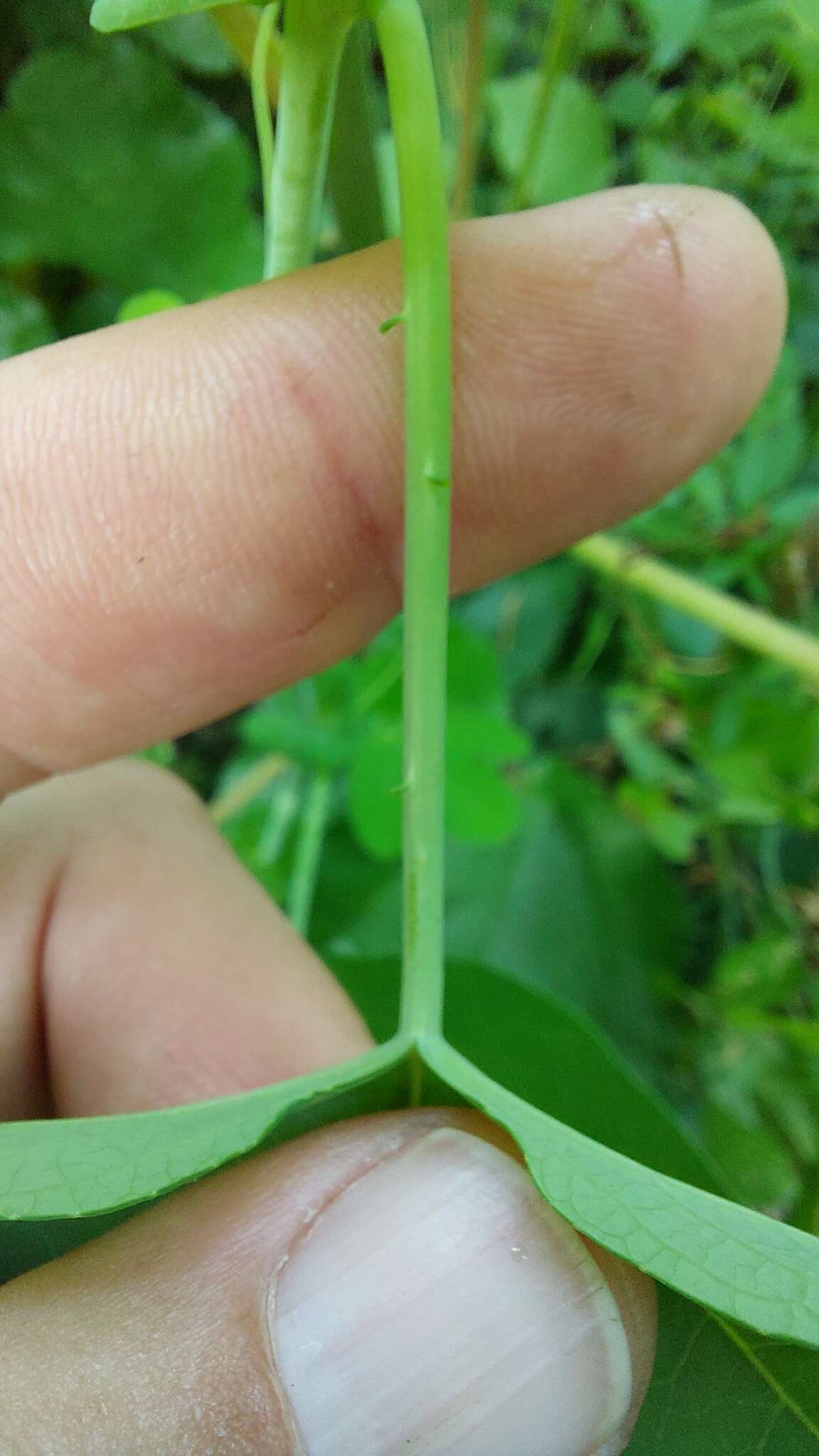 Слика од Passiflora gibertii N. E. Brown