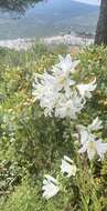 Image of Madonna lily