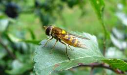 Plancia ëd Syrphus ribesii (Linnaeus 1758)