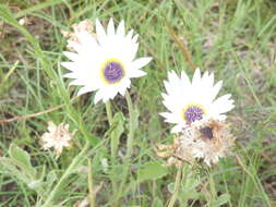 Image of Free State daisy