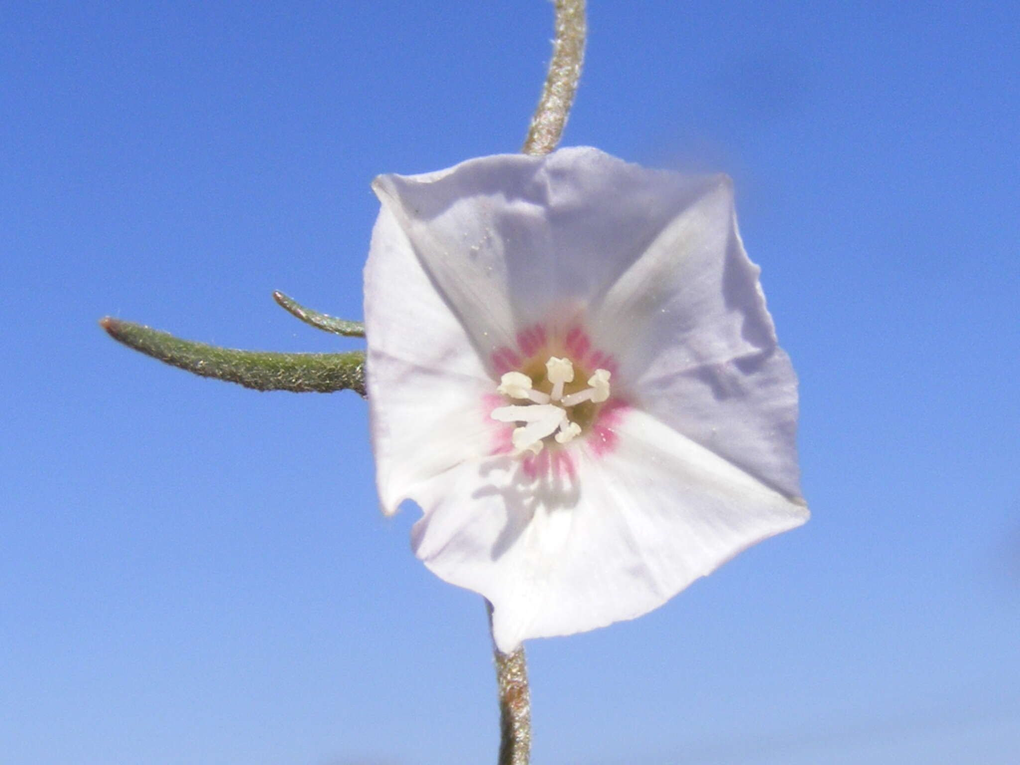 Convolvulus boedeckerianus Peter的圖片