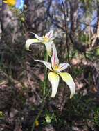 Image of Karri cowslip orchid