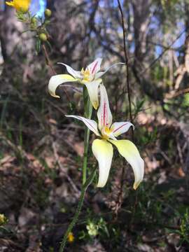 Image de Caladenia flava subsp. sylvestris Hopper & A. P. Br.