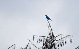 Image of Plum-throated Cotinga