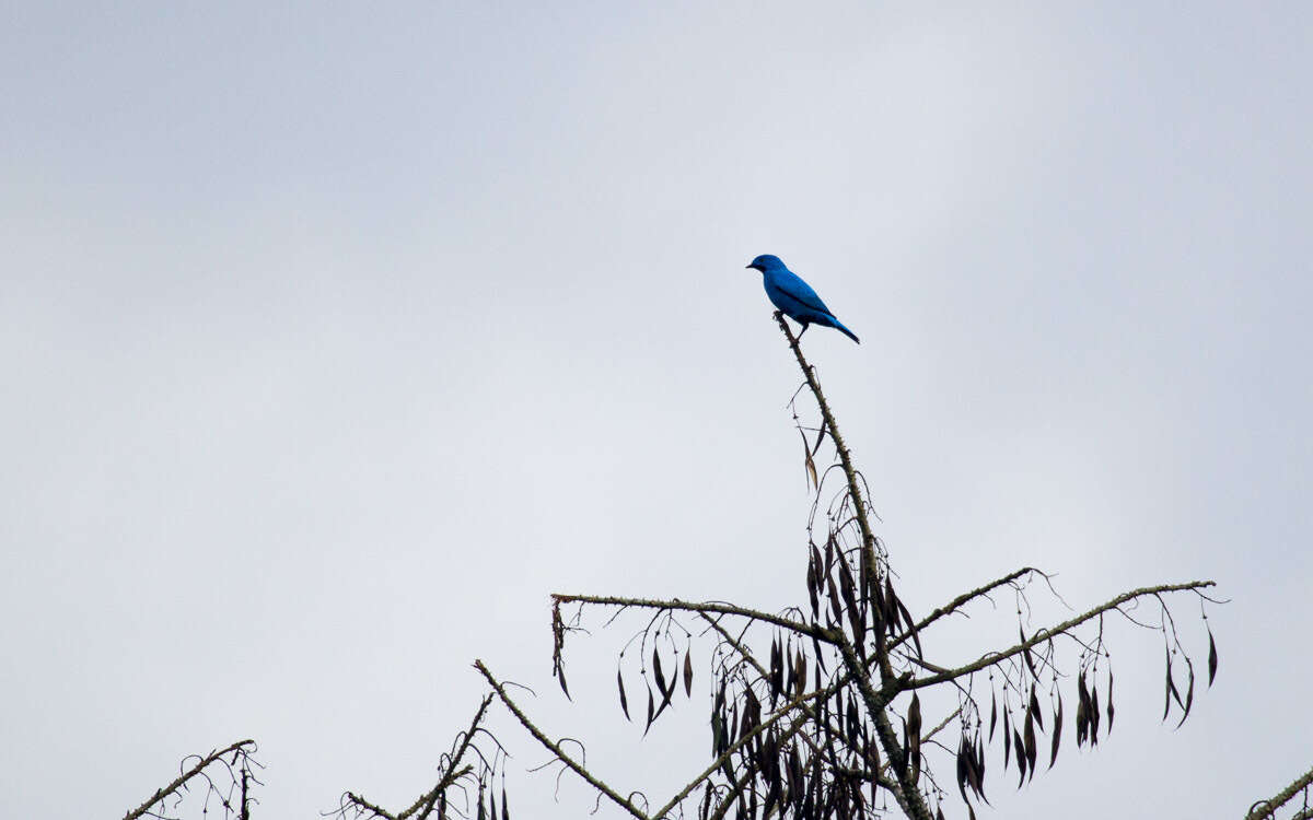 Image of Plum-throated Cotinga