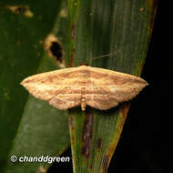 Image of Hyposada kadooriensis Galsworthy 1998