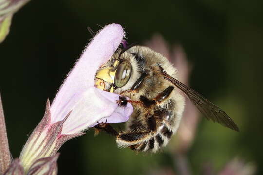 صورة Anthophora fulvitarsis Brullé 1832