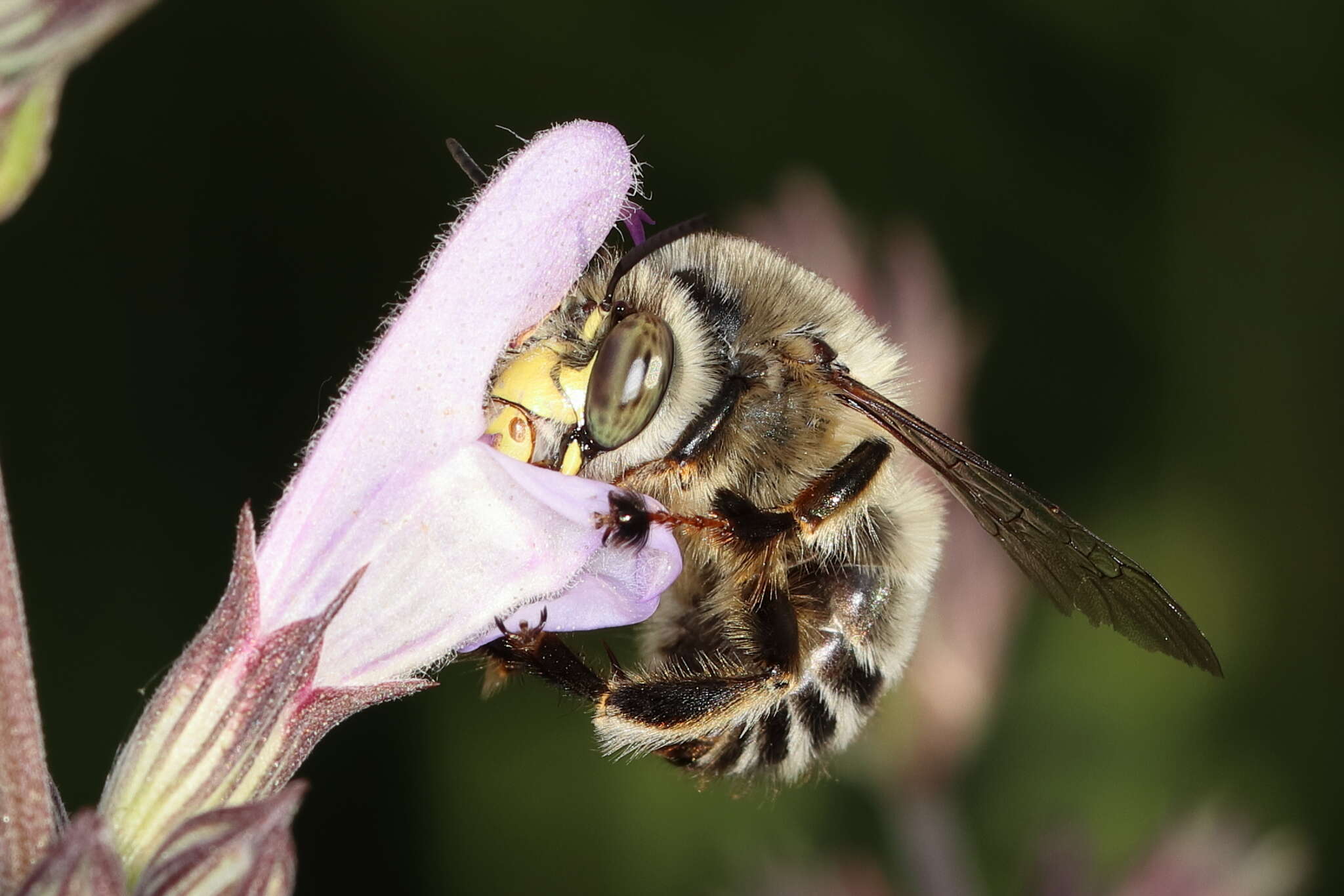 Image of Anthophora fulvitarsis Brullé 1832