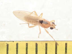 Image of Lonchoptera scutellata Stein 1890