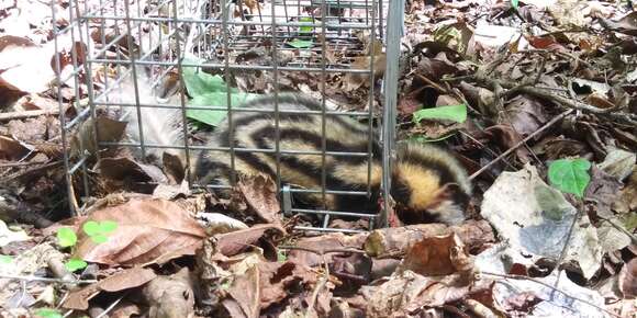 Image of Pygmy Spotted Skunk