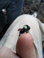 Image of Bombus ephippiatus Say 1837