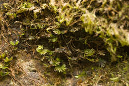 Image of tiny bristle fern