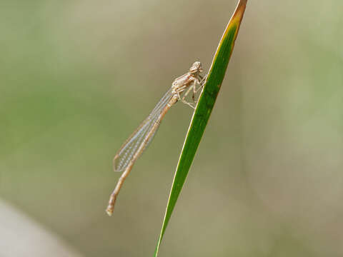 Sivun Oxyagrion rubidum (Rambur 1842) kuva