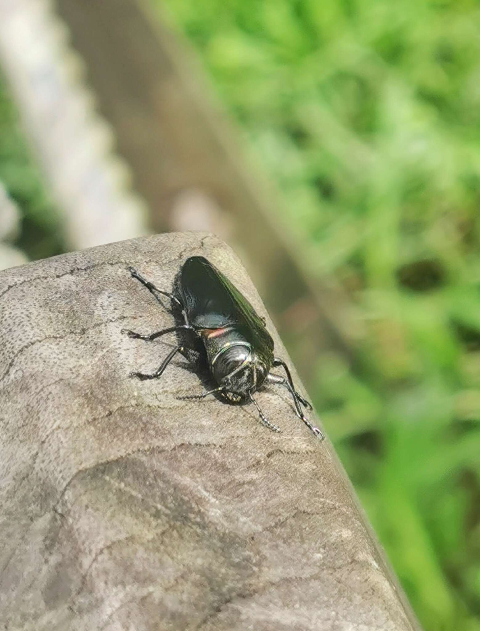 Image of Jewel beetle