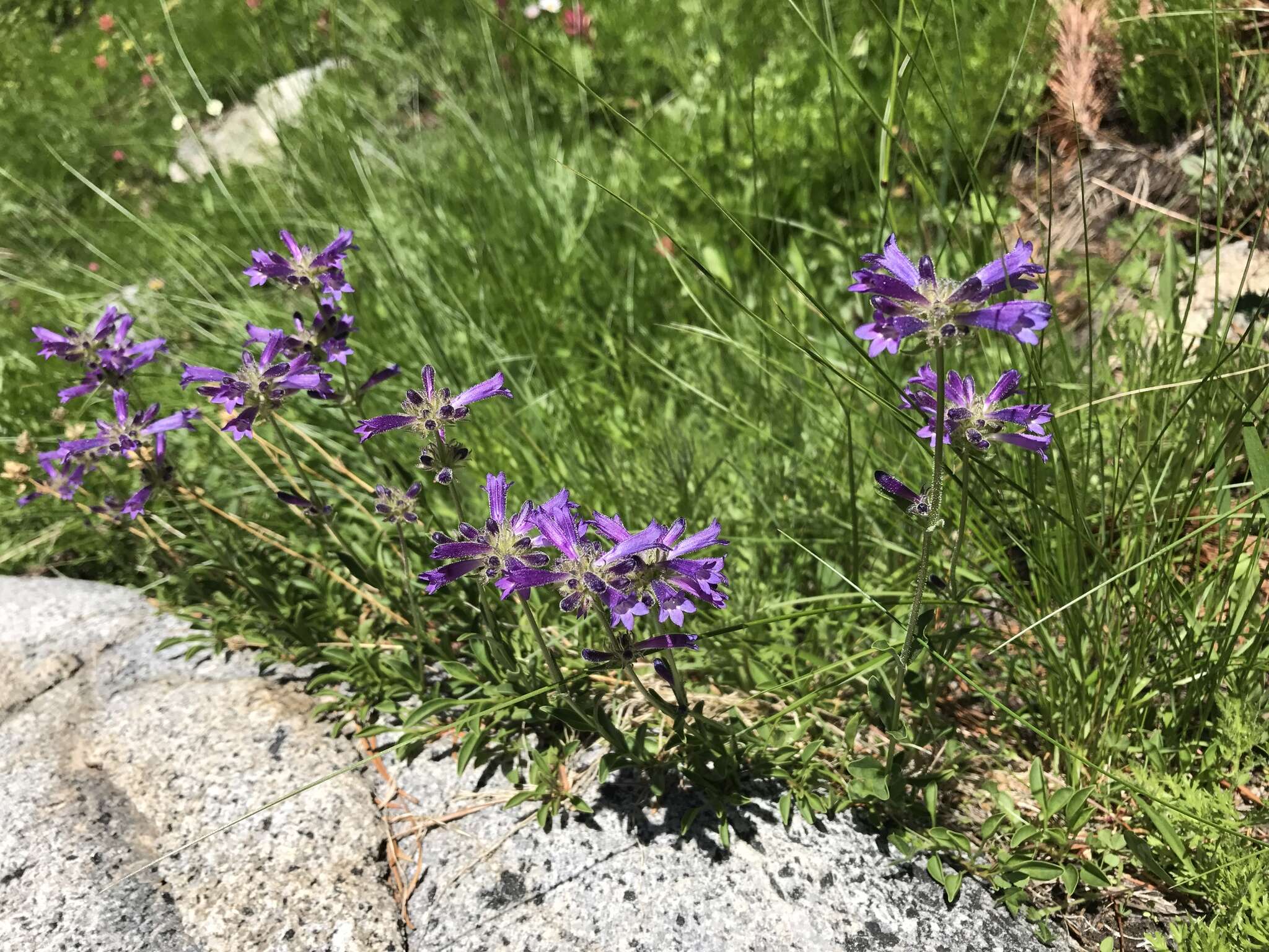 Image of Sierra beardtongue