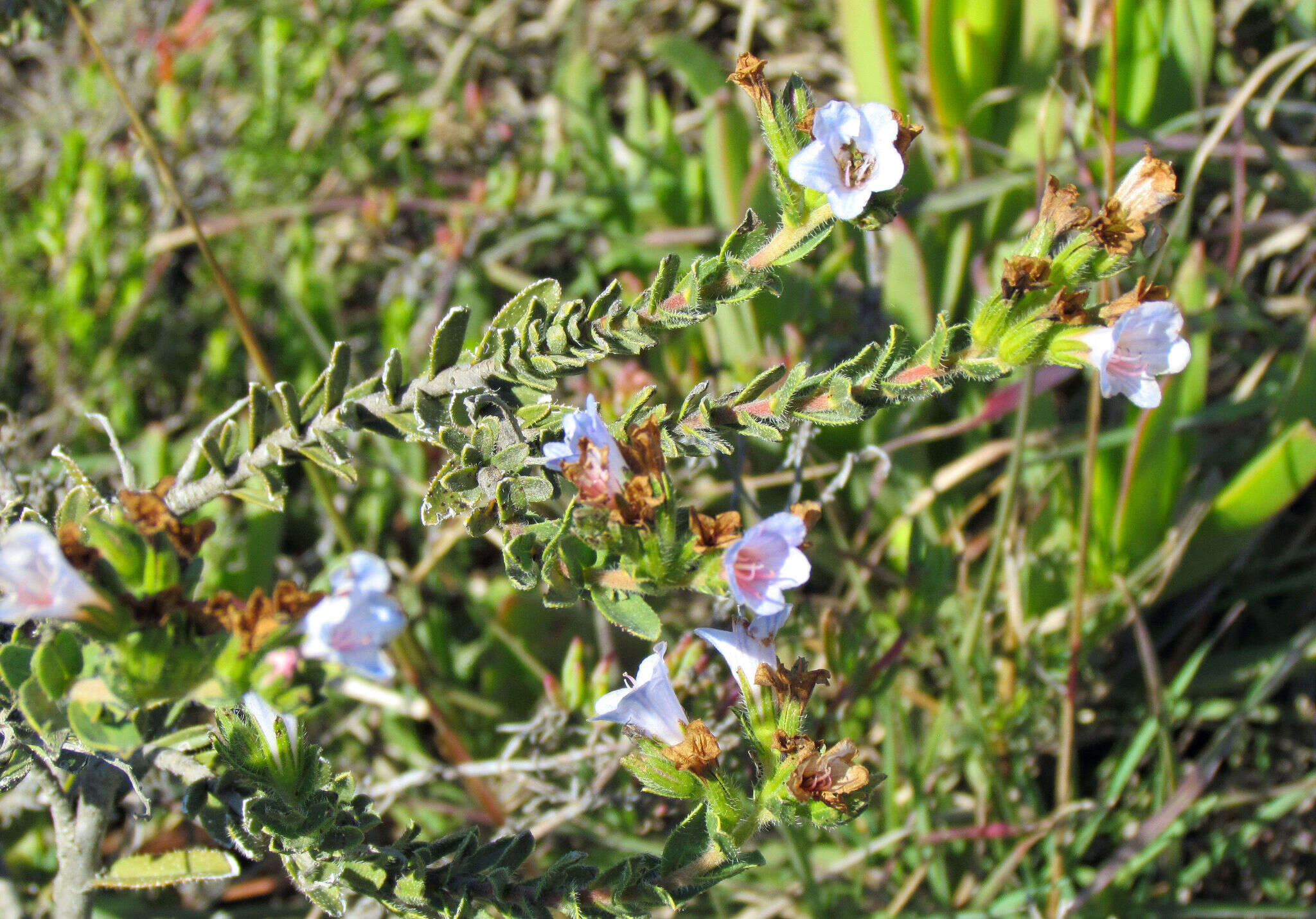 Image of Lobostemon trigonus (Thunb.) Buek