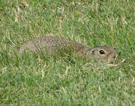 Image of European Ground Squirrel