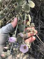 Image of slender bushmallow