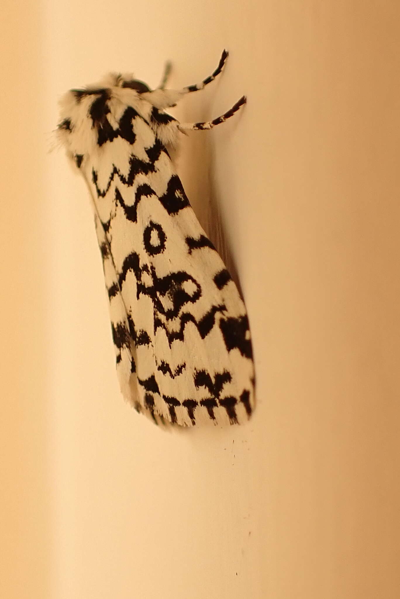 Image of Dasychira octophora Hampson 1905