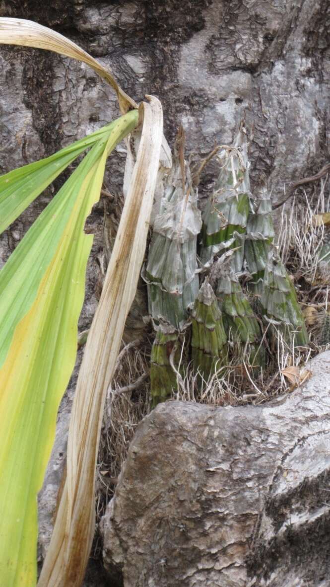 Image of Catasetum pendulum Dodson