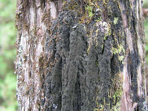 Image of Parmeliella thriptophylla (Ach.) Müll. Arg.