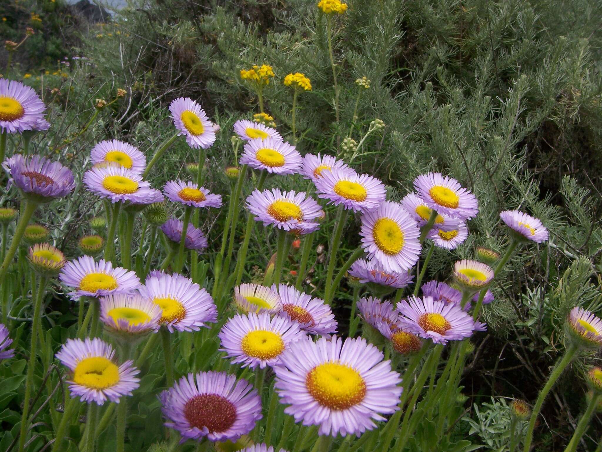 Image of seaside fleabane