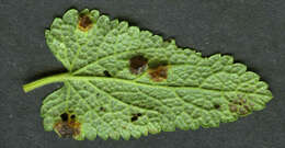 Imagem de Puccinia annularis (F. Strauss) G. Winter 1881