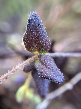 Image of Dampiera hederacea R. Br.