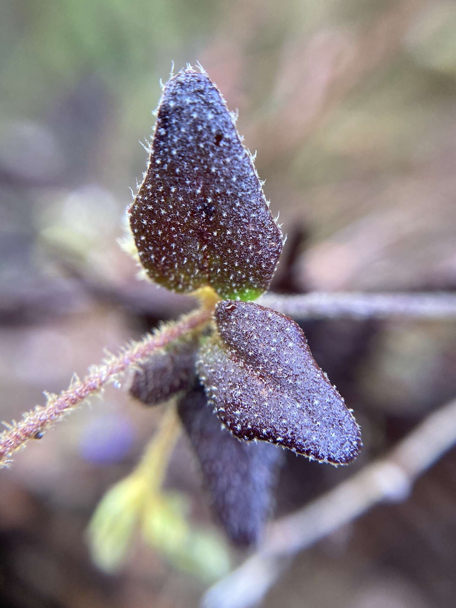 Image of Dampiera hederacea R. Br.