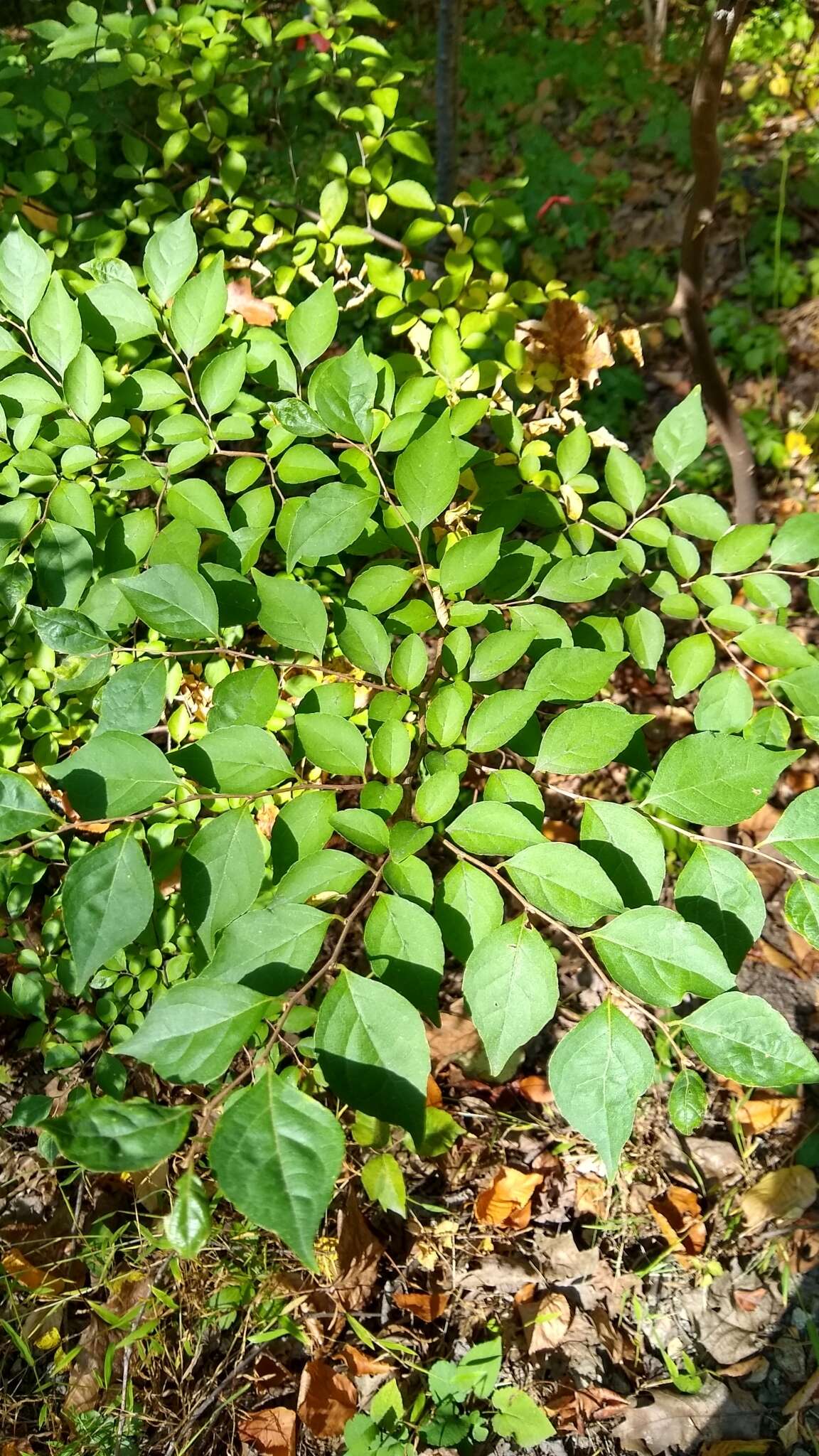 Image of Japanese snowbell