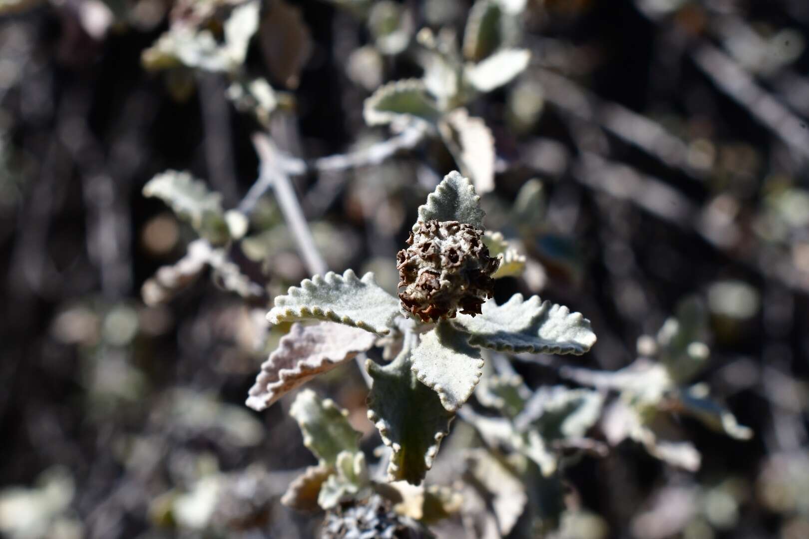 Image de Buddleja marrubiifolia Benth.