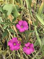 Image of Oxalis arenaria Bert.