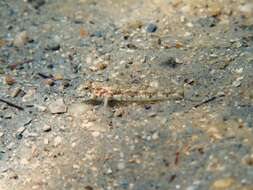 Image of De Buen&#39;s goby