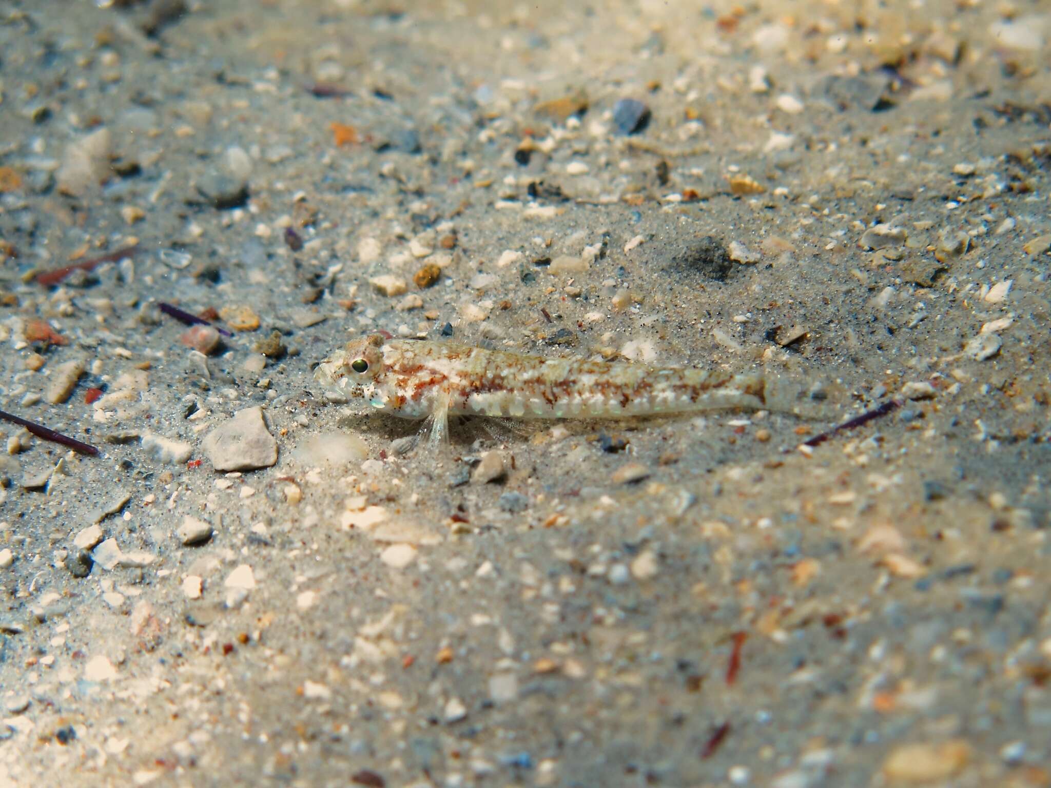 Image of De Buen&#39;s goby