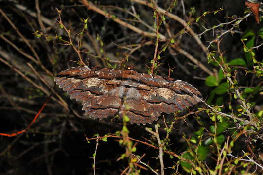 Image of Owl Moth