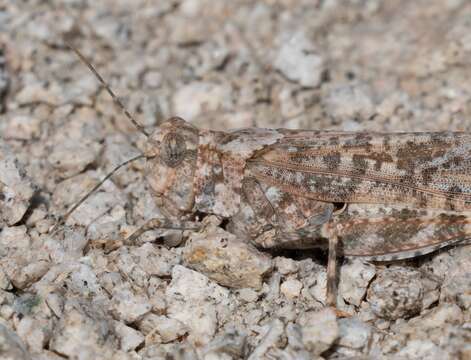 Image of Shasta Grasshopper