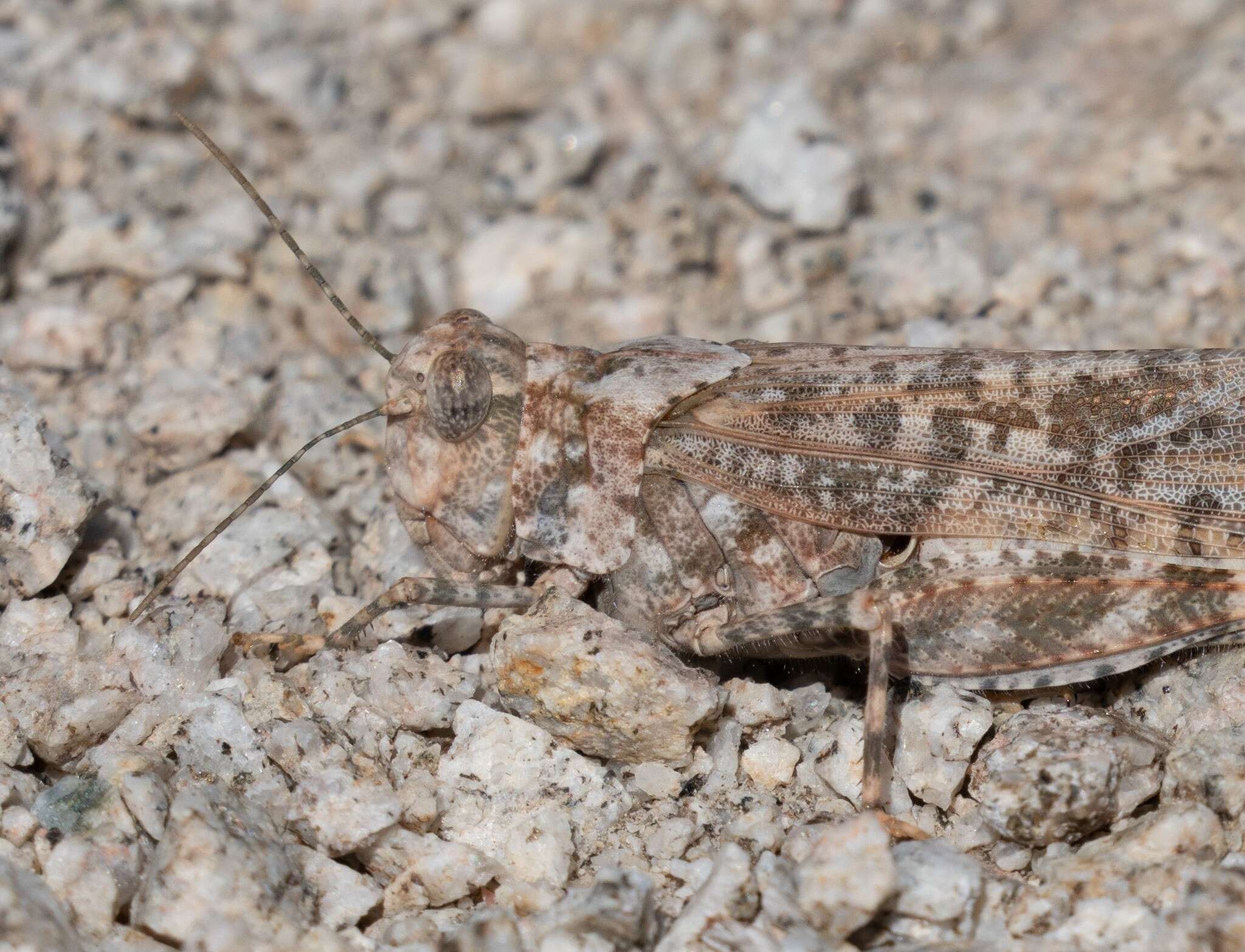 Image of Shasta Grasshopper