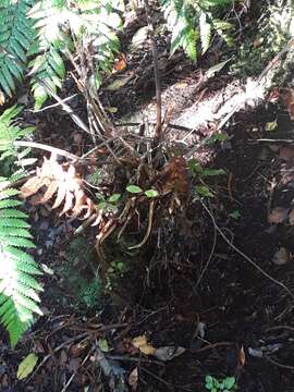 Image of stumpy tree fern