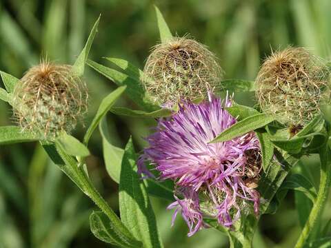 Image of Centaurea phrygia subsp. pseudophrygia (C. A. Mey.) Gugl.