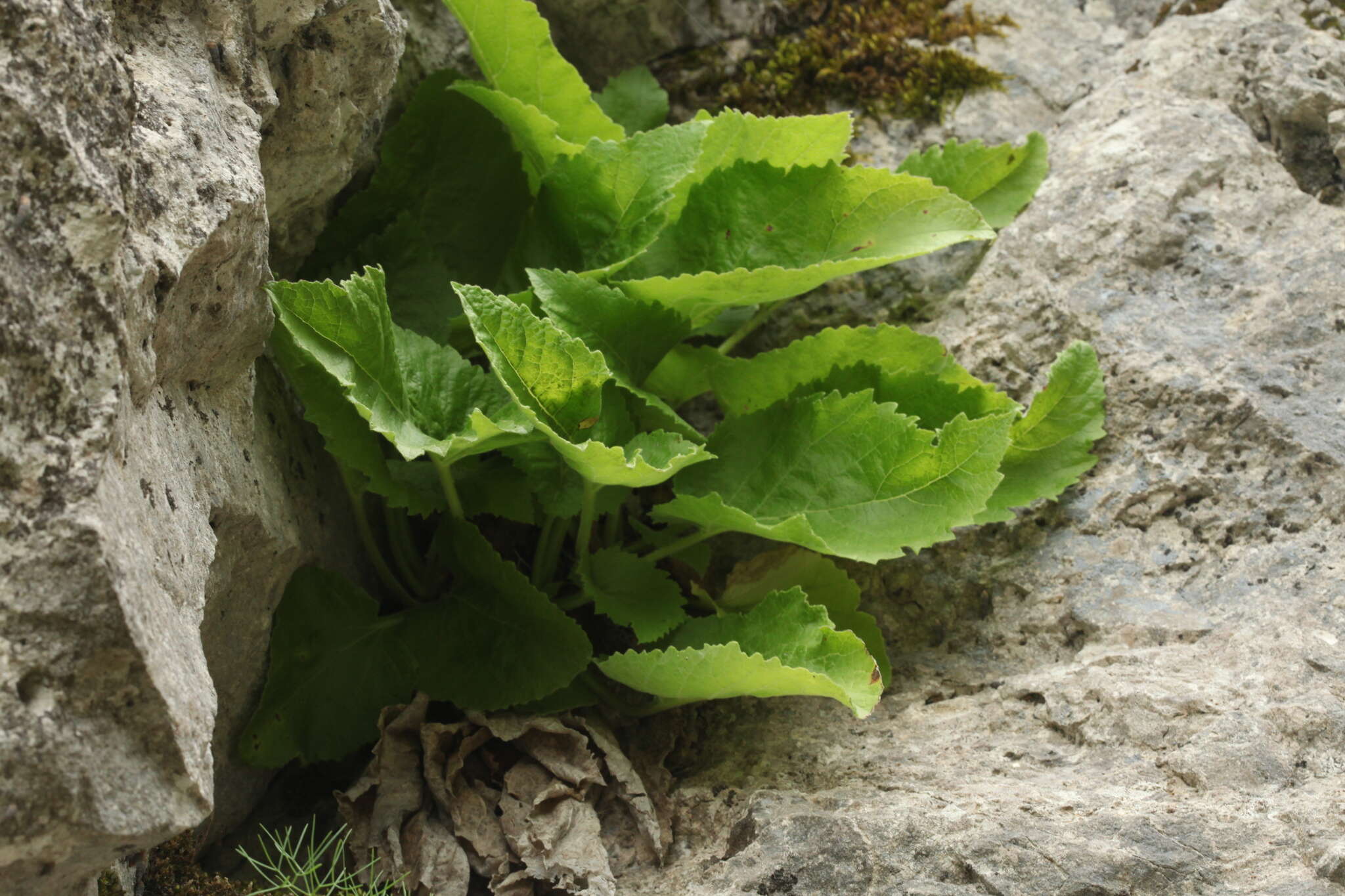 Image of Campanula pendula M. Bieb.