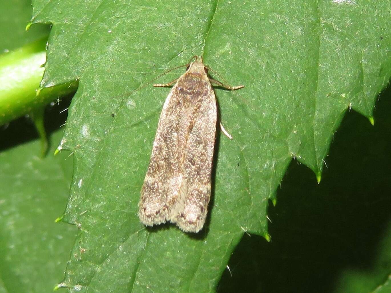 Image of Poplar leafroller