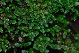 Selaginella devolii H. M. Chang, P. F. Lu & W. L. Chiou resmi