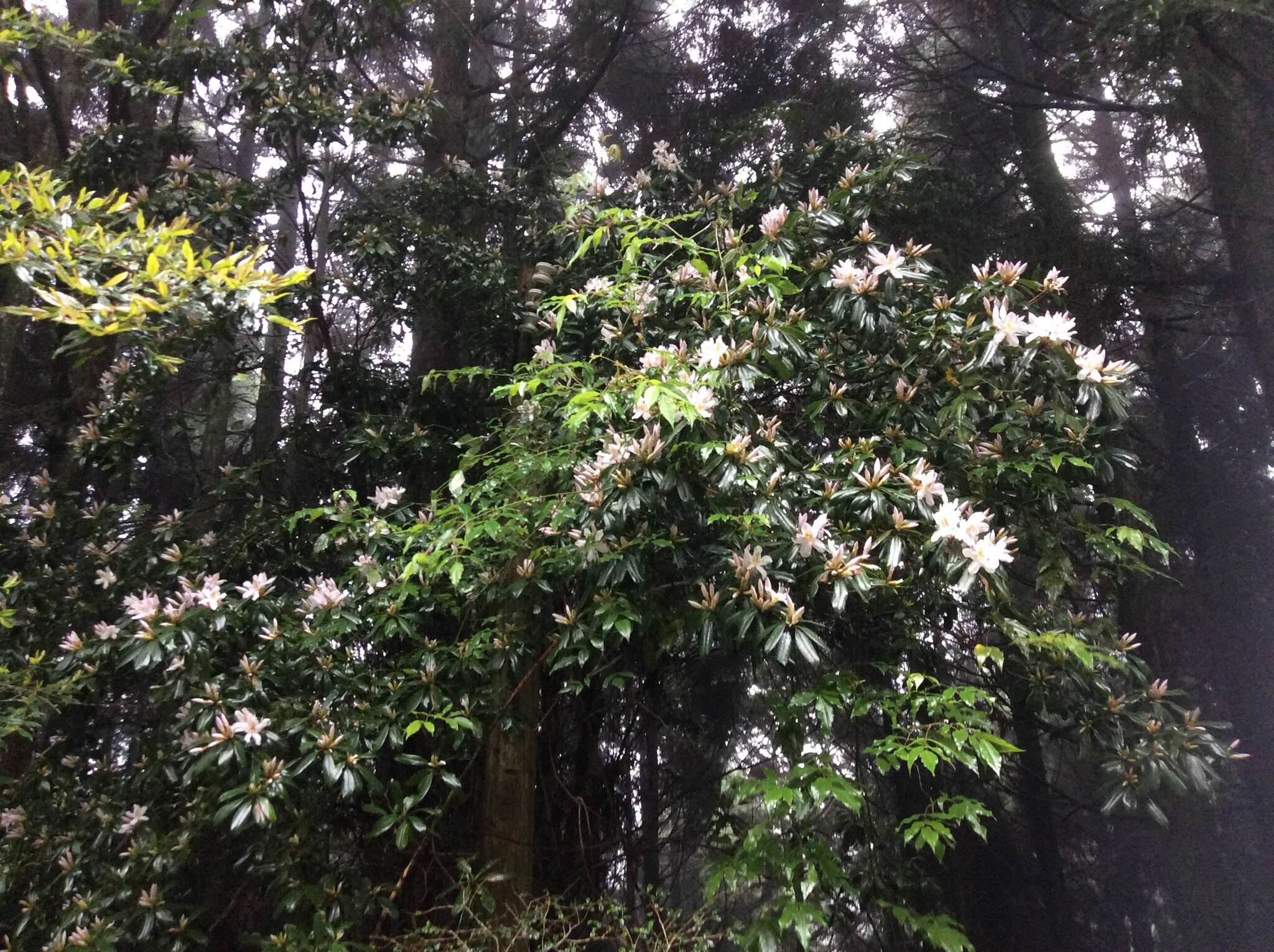 Image of Rhododendron latoucheae Franch.