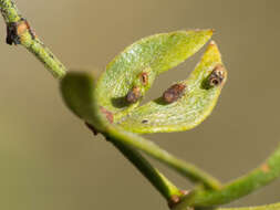 Plancia ëd Asphondylia clavata Gagne 1990