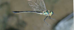 Image of Macromidia genialis Laidlaw 1923