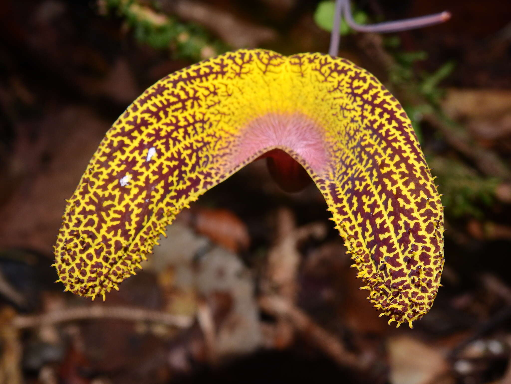 Image of Aristolochia wankeana