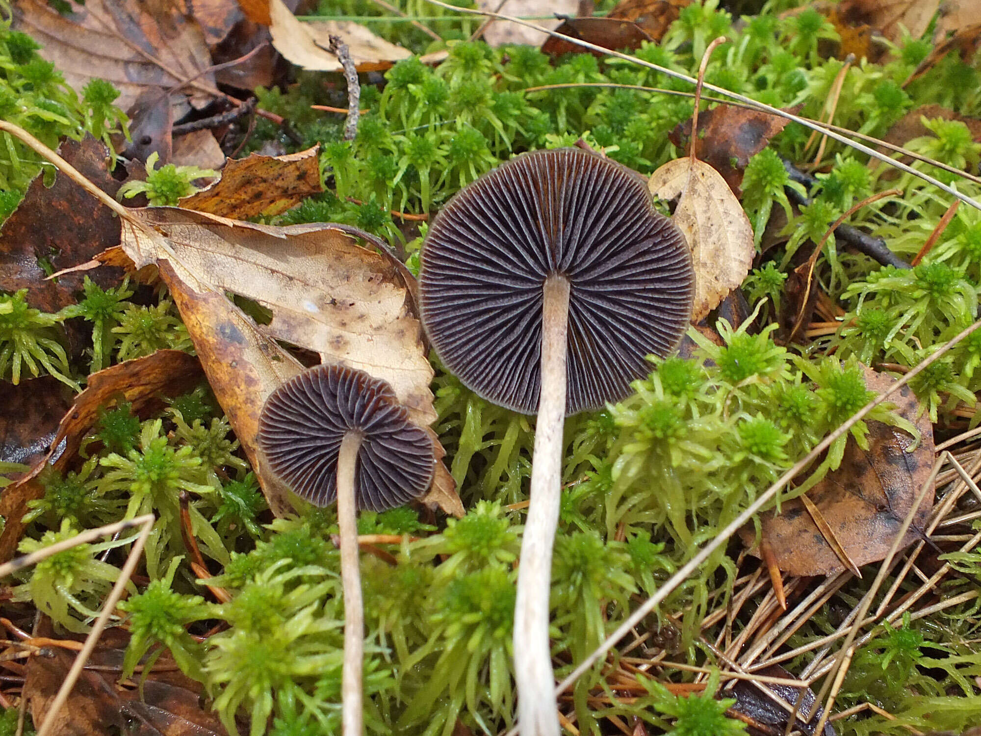 Слика од Psilocybe fuscofulva Peck 1887