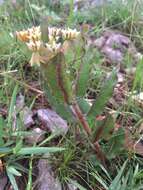 Asclepias jaliscana Robinson的圖片